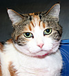  Animals - Dogs, Cats - 